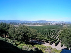 A view from the outdoor patio at Gloria Ferrer