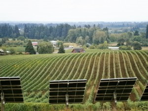 Vineyards in front of Sokol Blosser Winery