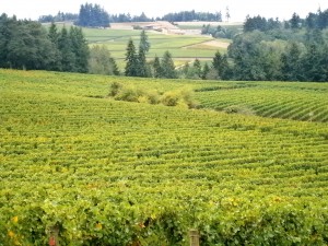 Panoramic view of Sokol Blosser vineyards from behind the winery