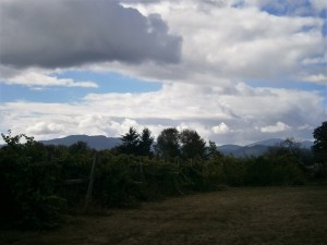 View from Tyee Wine Cellars in Willamette Valley