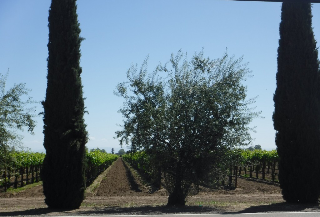 Rows of vines across from Klinker Brick Winery