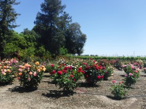 Rose bushes outside of Mettler Winery