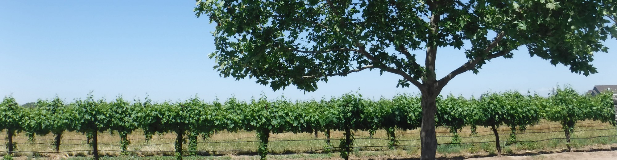 Wine Tourist